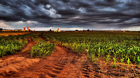 Field with thunderclouds (HDTV 1080p) - thunderclouds, hd 1080p, hdtv 1080p, dark, ominous, agriculture, colorful, its so cool, field