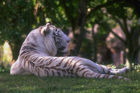 White Tiger - tigre, white tiger, animal