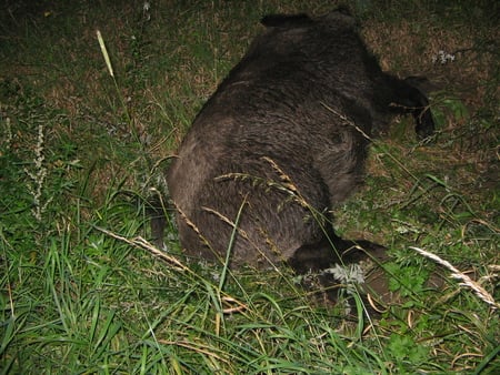 Wild Boar / Wildschwein - night, wild boar, boar