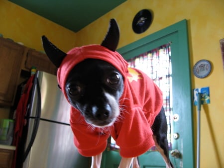 Evil Chihuahua  - halloween, scary, puppy, chihuahua, devil costume