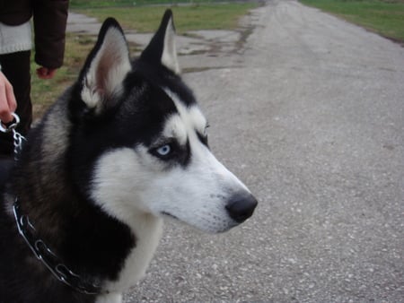 husky max - black and white, blue eye