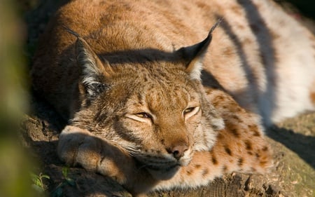 Thinking Cat (Wds) - cat, wds, photography, thinking cat, widescreen, lynx