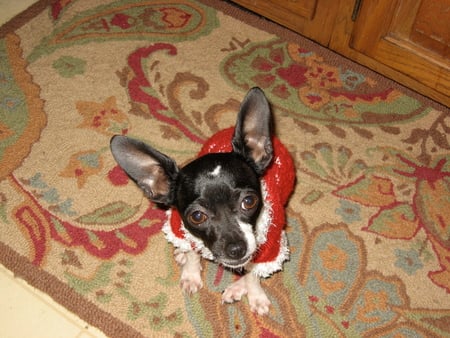 Chihuahua for Christmas - christmas, cute, puppy, chihuahua