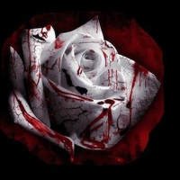 Blood Rose