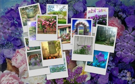 Colors of Summer - widescreen, flowers, purples, summer, collage, pinks, colors