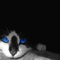 Tuxedo Blue