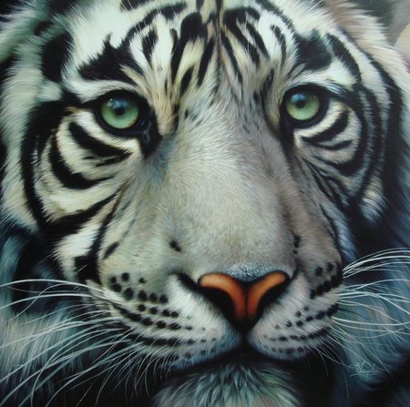 Close Up Of A White Tiger - big cats, white tiger, cats, tiger, close up, animals