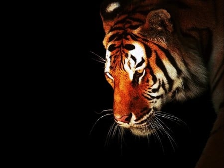 Majestic Creature - cats, big cats, tigers, animals