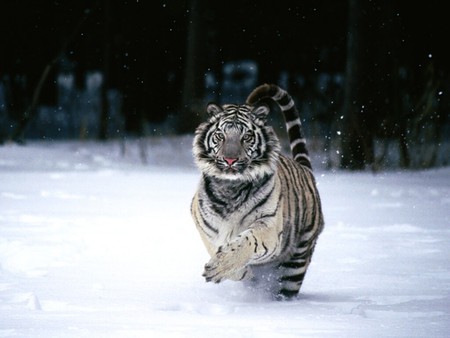 Snow Tiger - big cats, white tigers, cats, tigers, animals