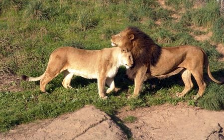 Lions In Love - love, lions, animals, cats, big cats