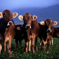 Herd Of Cows