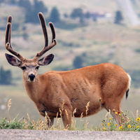 Deer In Feild