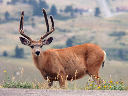 Deer In Feild - feild, wild, animal, antlers, grass, deer