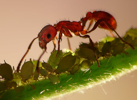 Ant on a plant louse farm