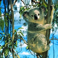 Koala In Tree