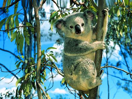 Koala In Tree - sky, animals, koala  bear, grey, up there, koala, tree, cute, outdoor, wildlife, freedom, koala bear, adorable, nature, beautiful, leaves, animal, the little koala, australia, colors, photo, happy