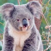 Koala In Tree