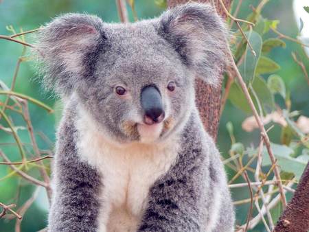 Koala In Tree - grey, koala, tree, leaves, australia