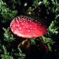 Fly Agaric / Polka Mushroom / Fliegenpilz