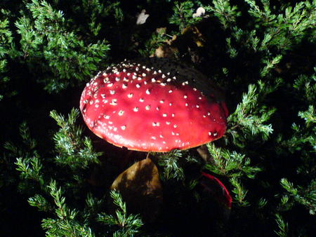 Fly Agaric / Polka Mushroom / Fliegenpilz - poisonous, venomous, red poisonous, deadly, photography, polka, red cap, flower, fly agaric, polka mushroom, mushroom, mushrooms, polka mushrooms