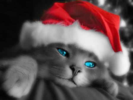 Christmas cat - gato, animal, cat