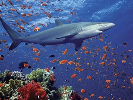 Shark - school of fish, teeth, ocean, danger, animals, water, coral reef, reef, tubarao, coral, shark, cool, fish, animal, sea