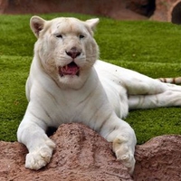 White tiger