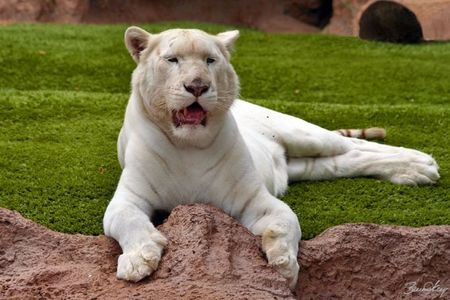 White tiger - tigre, white tiger, animal, tiger