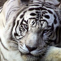 White Tiger :)