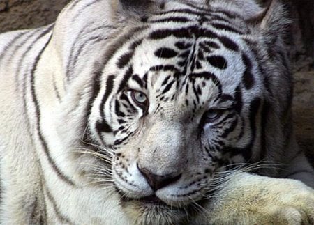 White Tiger :) - animal, white tiger, tiger, tigre branco, tigre