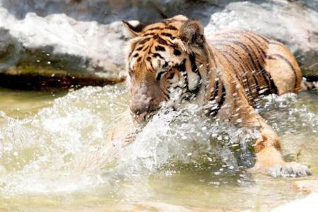 tiger playing whit water - animal, water, tiger