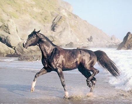 Black Horse - animal, black horse, horse