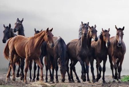 Horses - animal, cavalos, horse