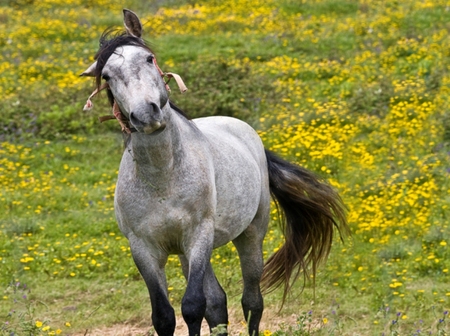 Funny horse - animal, cavalos, horse