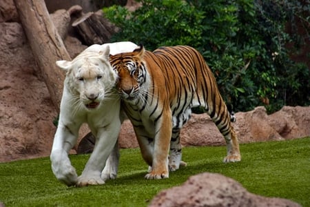 Love and Peace - tigre, animal, friends, love, tiger, peace