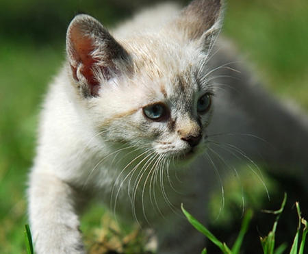 Cute cat - gato, animal, cat