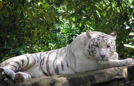 White tiger â™¥ - animal, tiger, tigre