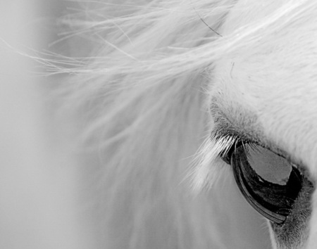 Horse close up