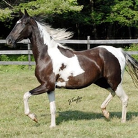 Horse whit blue eyes