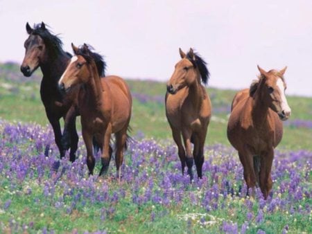 Four horses - animal, cavalo, horse, stallion