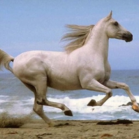 Horse running on beach