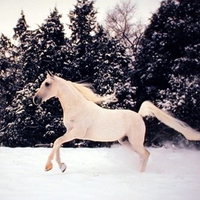 White Arabian