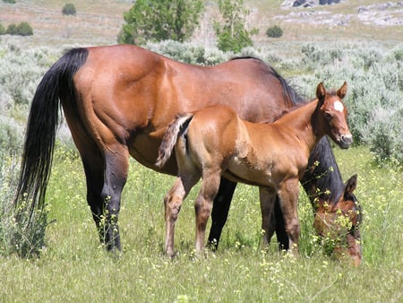 Horses - animal, cavalo, horse, stallion