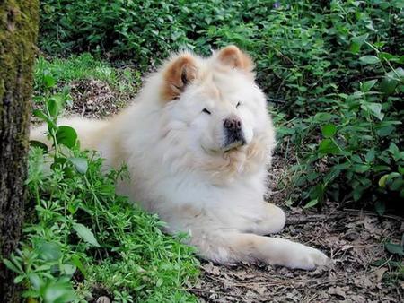 Chow-chow - dog, cachorro, animal