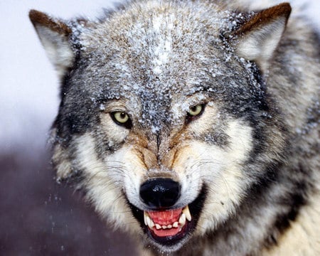 Bared Teeth Gray Wolf - danger, sad, wolf, lobo, mad, smiling