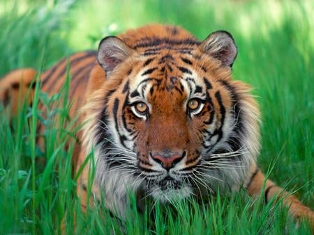 Sumatran tiger - animal, sumatran, tiger, tigre