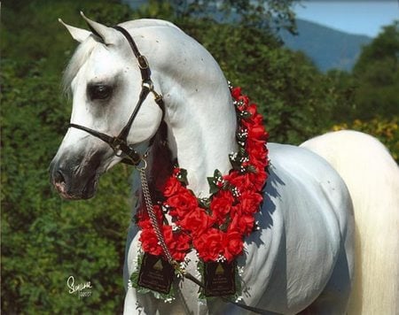 Beautiful Arabian - animal, cavalo, horse, arabian