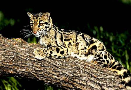 Jaguatirica - animal, small cat, leopard, jaguatirica