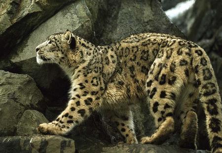 Snow Leopard