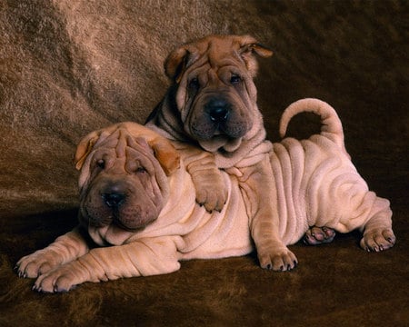 Sharpei puppies - animal, dog, puppies, cachorros, sharpei